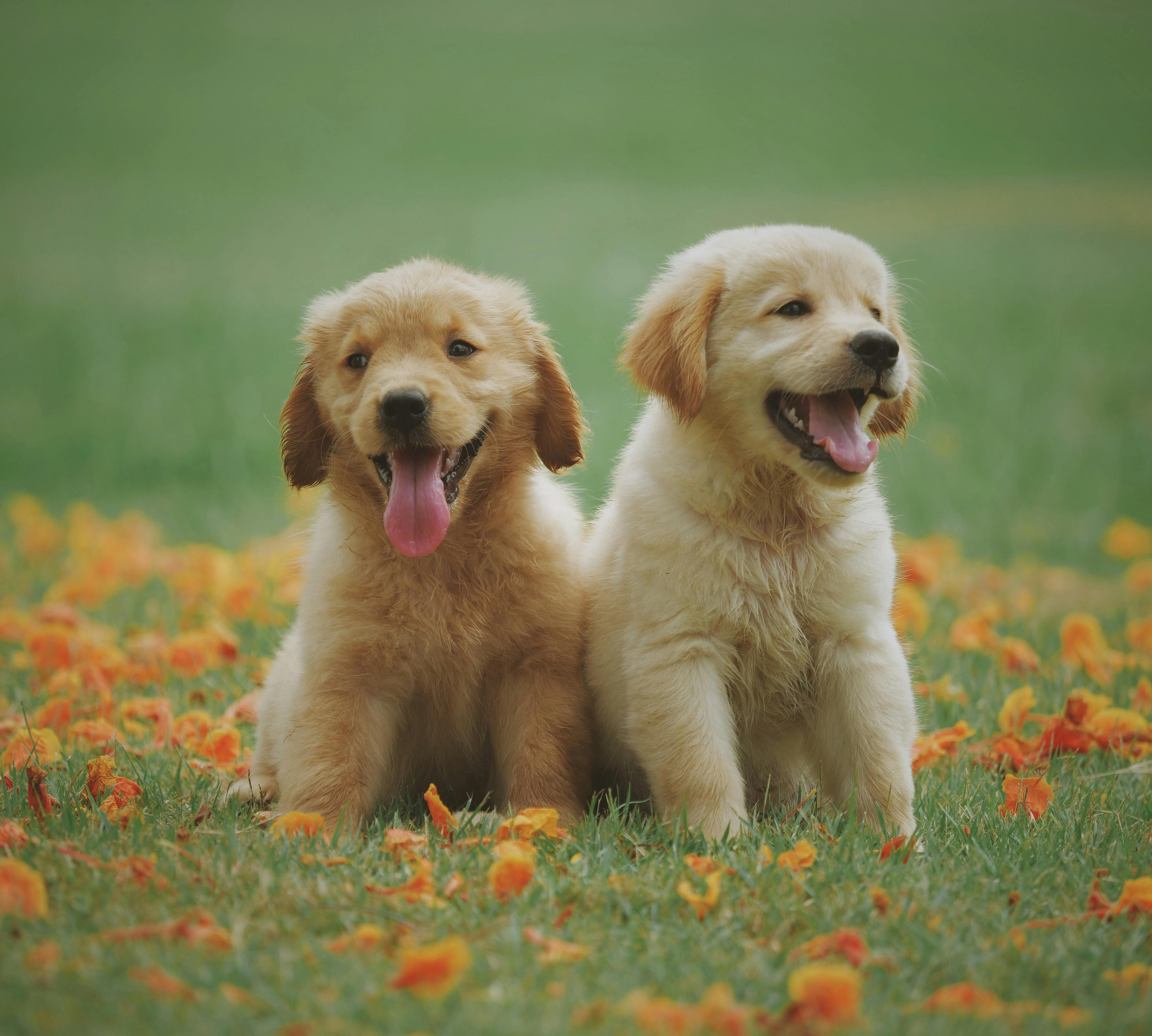 ITS TIME FOR OUR FURRY FRIEND TO TAKE A "BOW WOW"