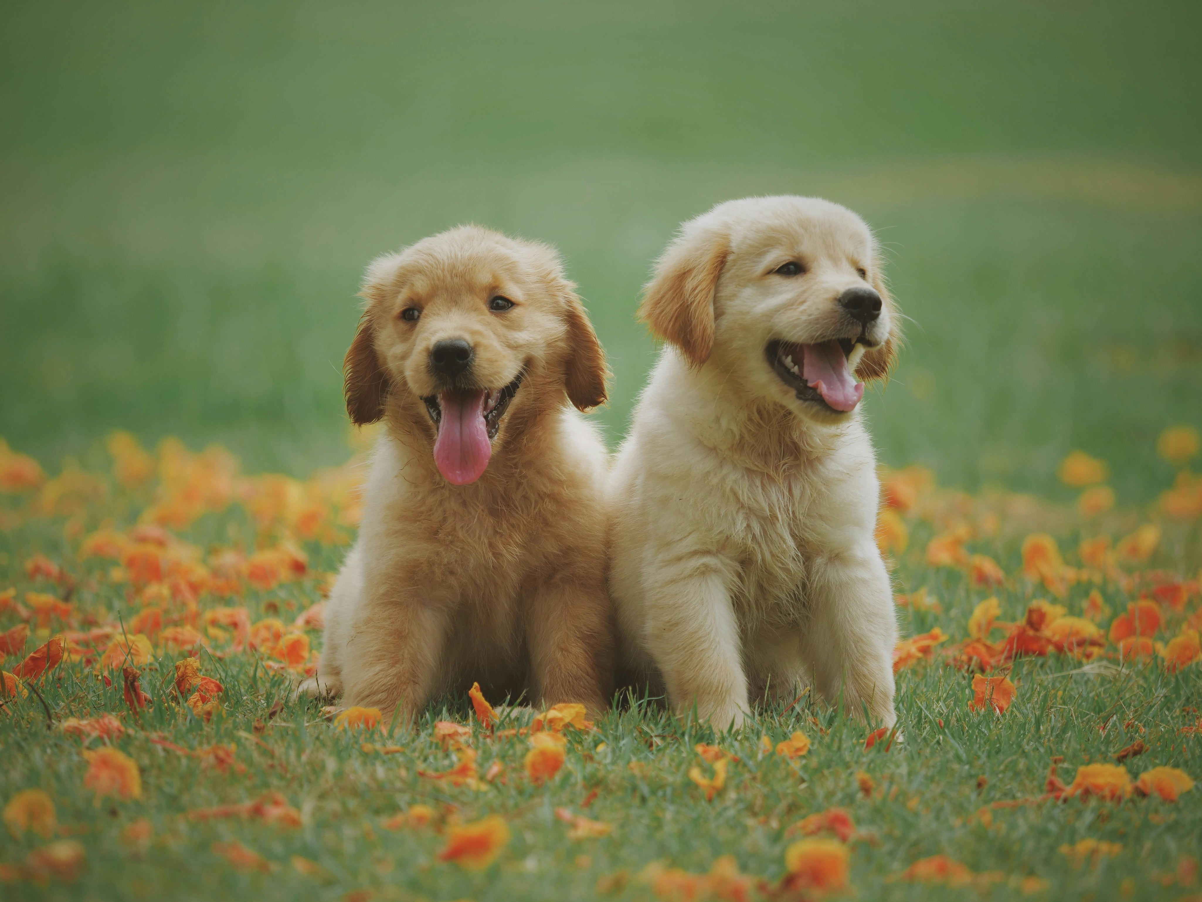 ITS TIME FOR OUR FURRY FRIEND TO TAKE A "BOW WOW"