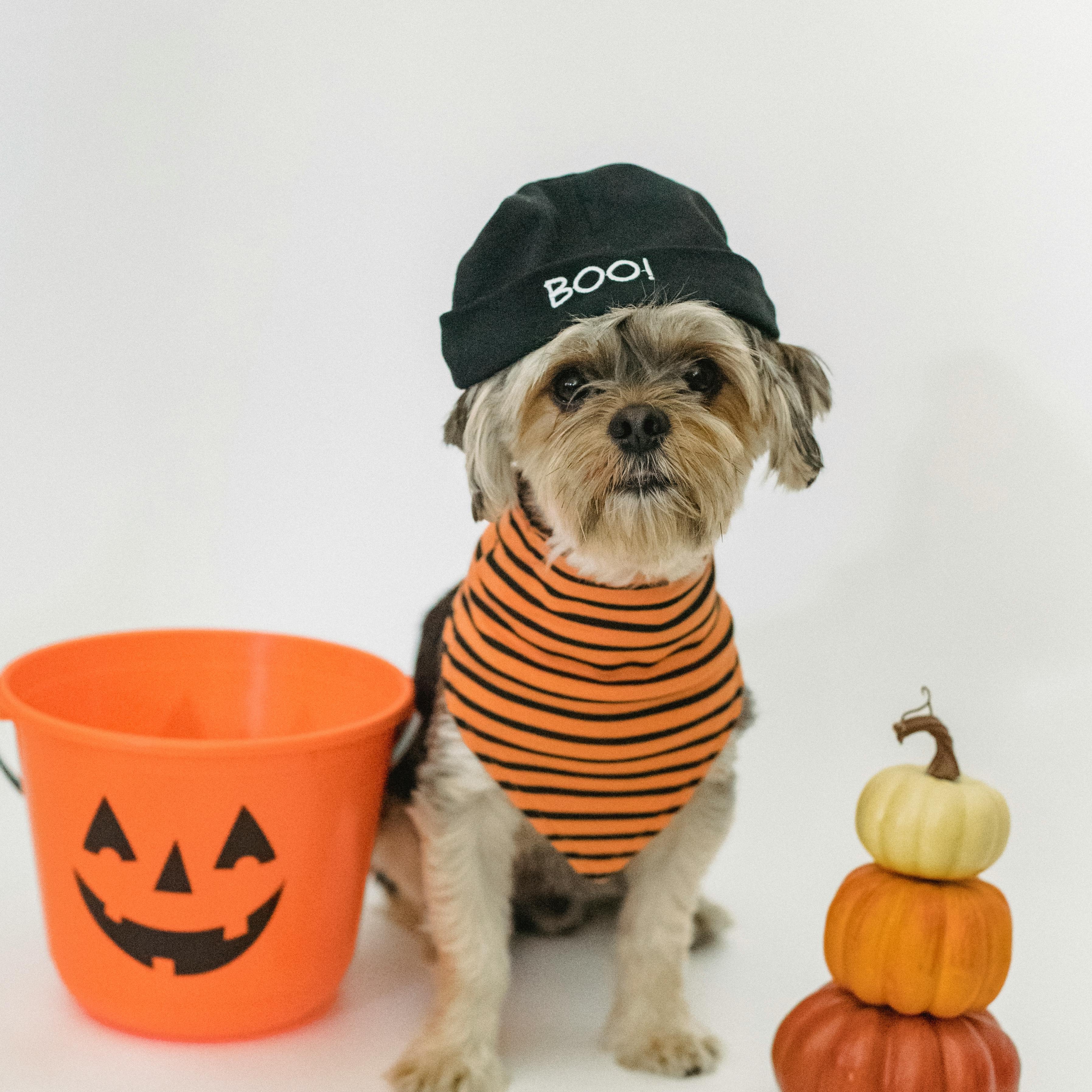 PetZ CostumeZ